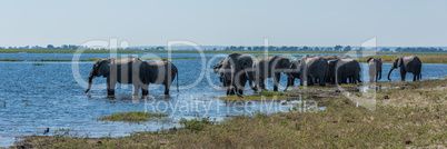 Panorama of elephant herd drinking from river