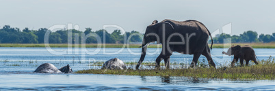 Panorama of family of elephants crossing river