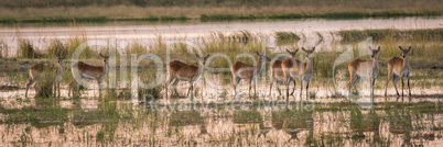 Panorama of red lechwe herd in wetlands