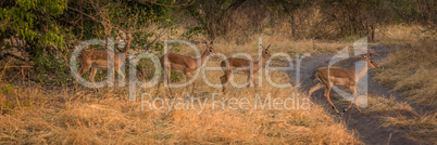 Panorama of four young impala crossing track