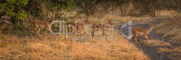 Panorama of four young impala crossing track