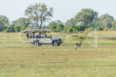 Red lechwe watching safari truck in meadow