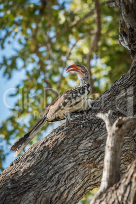 Red-billed hornbill on tree trunk looking left
