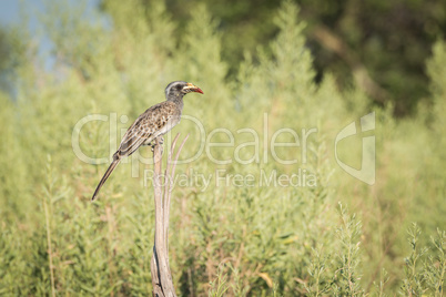 Red-billed hornbill on wooden post in bushes