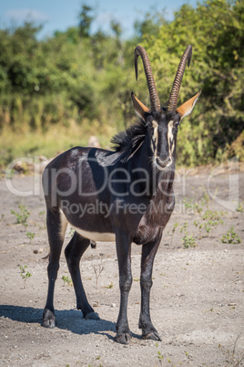 Sable antelope facing camera on bare earth