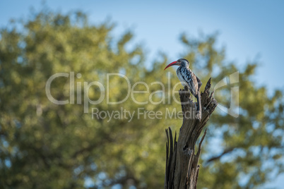 Red-billed hornbill perched on dead tree stump