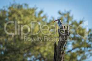 Red-billed hornbill perched on dead tree stump