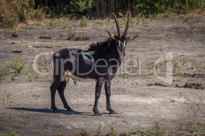 Sable antelope on bare earth facing camera
