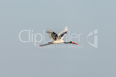Saddle-billed stork flying along with wings raised