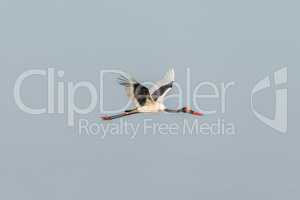 Saddle-billed stork flying along with wings raised