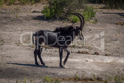 Sable antelope walking across bare earth slope