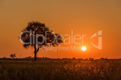 Silhouetted tree and backlit grass at sunset