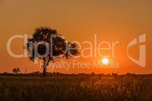 Silhouetted tree and backlit grass at sunset