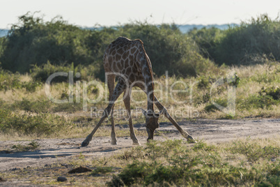 South African giraffe bending with splayed legs