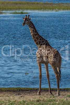 South African giraffe beside river facing camera