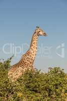 South African giraffe amongst bushes facing camera