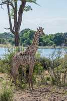 South African giraffe beside tree and river