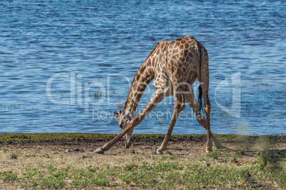 South African giraffe drinking with splayed feet