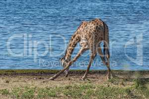 South African giraffe drinking with splayed feet