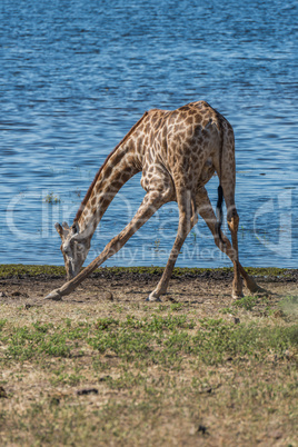 South African giraffe drinking with splayed legs