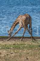 South African giraffe drinking with splayed legs