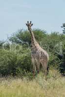 South African giraffe in bushes facing camera