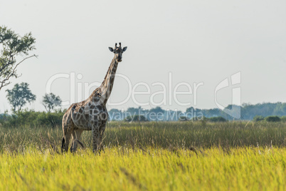 South African giraffe in grass facing camera
