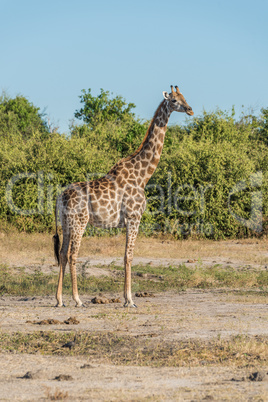 South African giraffe in bush facing camera