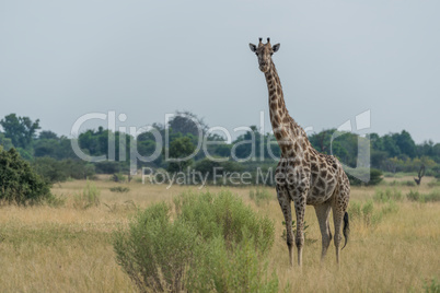 South African giraffe in savannah facing camera