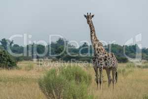 South African giraffe in savannah facing camera