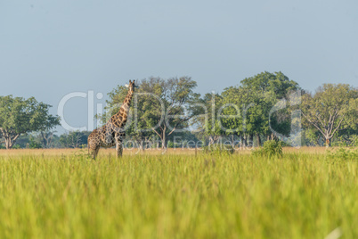 South African giraffe in meadow facing camera
