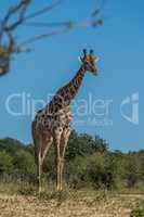 South African giraffe standing framed by branches