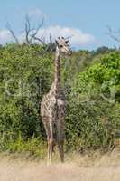 South African giraffe standing with bushes behind