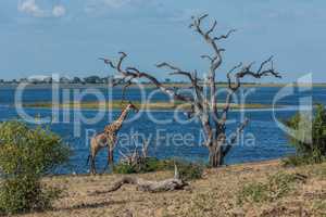 South African giraffe walking by dead tree