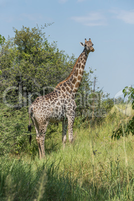 South African giraffe stands chewing beside bushes