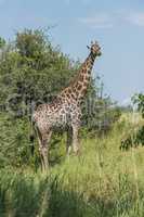 South African giraffe stands chewing beside bushes