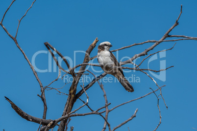 Southern pied babbler in dead tree branches