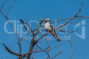 Southern pied babbler in dead tree branches