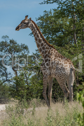 South African giraffe walking through leafy trees