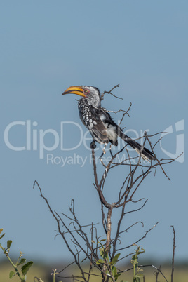 Southern yellow-billed hornbill on branch of tree