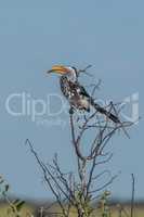 Southern yellow-billed hornbill on branch of tree