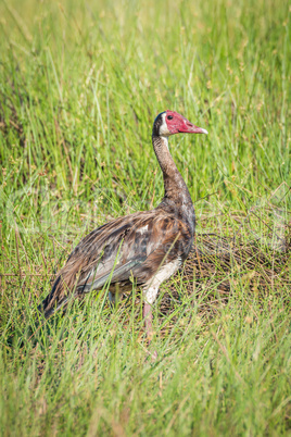 Spur-winged goose standing in grass facing camera