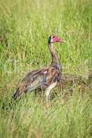 Spur-winged goose standing in grass facing camera