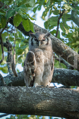 Spotted eagle owl in tree facing camera