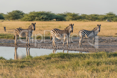 Three Burchell's zebra in line beside water