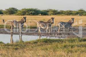 Three Burchell's zebra in line beside water