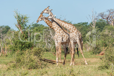 Three South African giraffe fighting in bushes