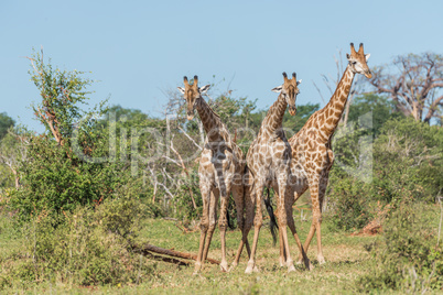 Three South African giraffe challenging one another
