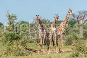 Three South African giraffe challenging one another
