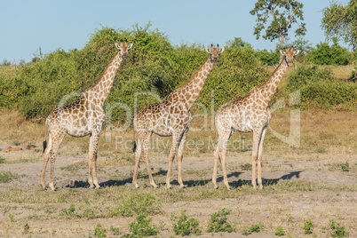 Three South African giraffe side-by-side in bush